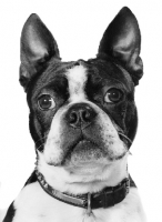 Picture of Boston Terrier