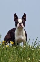 Picture of Boston Terrier