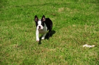 Picture of Boston Terrier