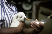 Picture of bottle feeding west highland white terrier puppy