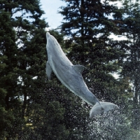 Picture of bottlenose dolphin jumping out of water at a display