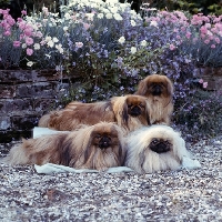 Picture of bottom left int ch copplestone pu-zin, bottom right int ch copplestone pu-zee, 
top left ch copplestone pu-zina, top right ch copplestone phudie-puff, four pekingese dogs