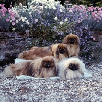 Picture of bottom left int ch copplestone pu-zin, bottom right int ch copplestone pu-zee, 
top left ch copplestone pu-zina, top right ch copplestone phudie-puff, four pekingese dogs