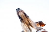 Picture of Bottom view of a Greyhound x Great Dane muzzle.