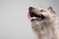 Picture of bottom view of wheaten Cairn terrier on gray studio background.
