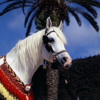 Picture of Bourhane, Moroccan Arab stallion head study