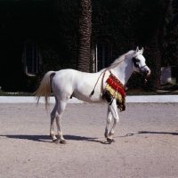 Picture of Bourhane, Moroccan Arab stallion full body 