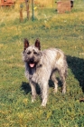 Picture of Bouvier des Ardennes (aka Ardennes Cattle Dog)