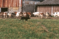 Picture of Bouvier des Ardennes at a farm