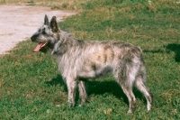 Picture of Bouvier des Ardennes on grass