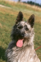 Picture of Bouvier des Ardennes portrait