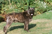 Picture of Bouvier des Ardennes, side view