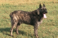 Picture of Bouvier des Ardennes