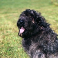 Picture of bouvier des flandres portrait