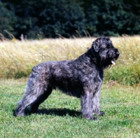 Picture of bouvier des flandres posed