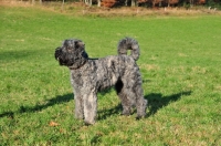 Picture of Bouvier des Flandres, side view