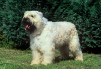 Picture of bouvier des flandres side view