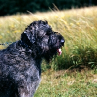 Picture of bouvier des flandres side view portrait