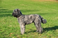 Picture of Bouvier des Flandres, side view