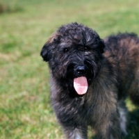 Picture of bouvier des flandres standing on grass, portrait