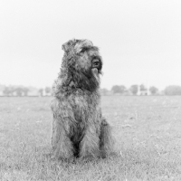 Picture of bouvier des flandres