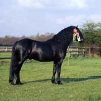 Picture of Boveycombe Buckthorn, Dartmoor stallion full body 