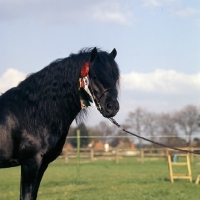 Picture of boveycombe buckthorn dartmoor stallion head and shoulders