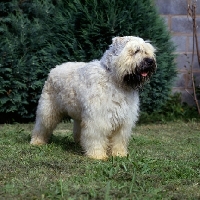 Picture of Bovier des flandres on grass