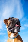 Picture of Boxer against blue sky