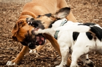 Picture of boxer and crossbred dog
