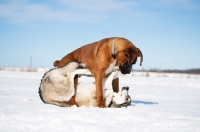 Picture of boxer and husky playing