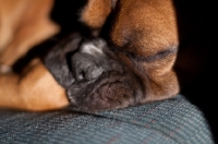 Picture of Boxer asleep