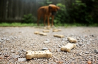 Picture of Boxer at end of cookie trail