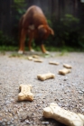 Picture of Boxer at end of cookie trail