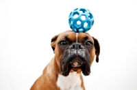 Picture of boxer balancing ball on head