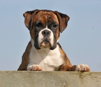 Picture of Boxer behind fence