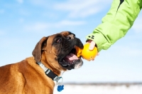 Picture of Boxer being handed a toy