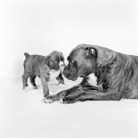 Picture of boxer bitch and puppy looking at each other