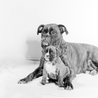 Picture of boxer bitch and puppy together