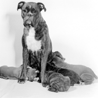 Picture of boxer bitch with puppies suckling