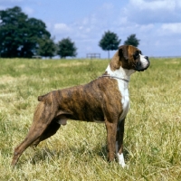 Picture of boxer, ch gremlin normlin legend, posed in a field