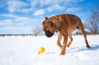 Picture of Boxer chasing toy through snowy field