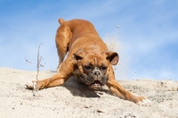 Picture of Boxer coming down a dune