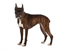 Picture of boxer, cropped ears and docked tail