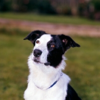 Picture of boxer cross greyhound portrait