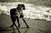 Picture of Boxer dodging waves