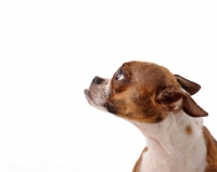 Picture of Boxer dog in profile in studio