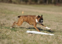 Picture of boxer dog running in field