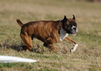Picture of boxer dog running in field