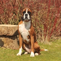 Picture of Boxer dog standing next to tree stump in countryside